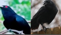 কাক ও কোকিলের সাদৃশ্যে মানুষ